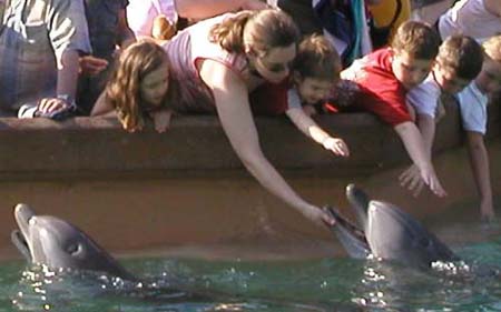 Florida2004_DC_TammyPettingDolphinAtSeaworld